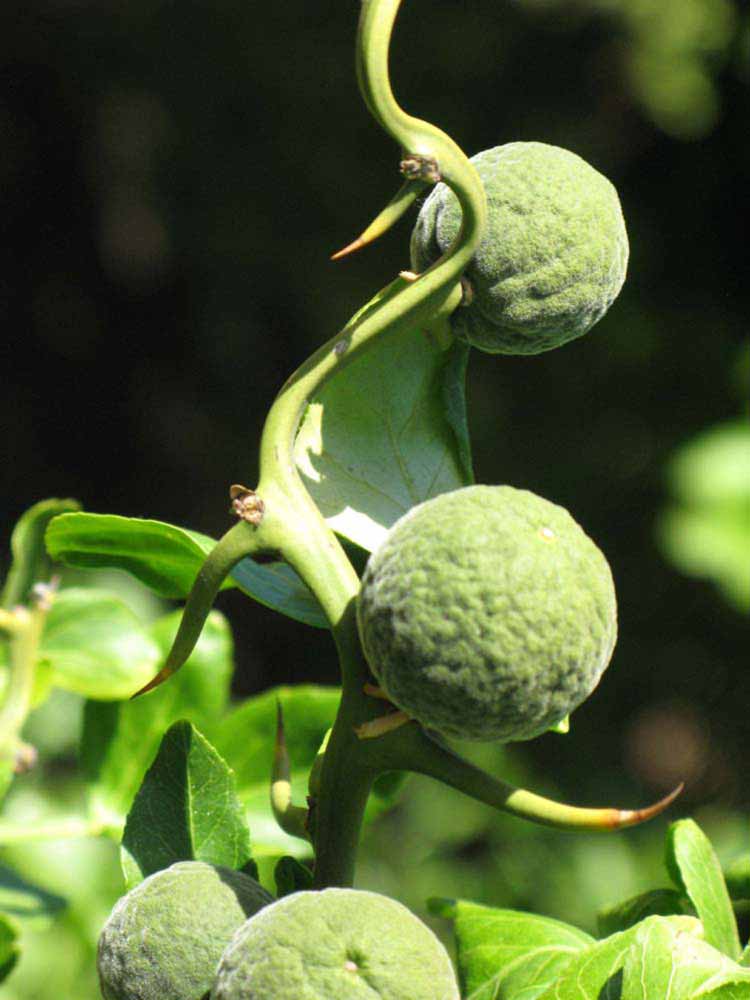            Immature fruit (Riverside, CA)   